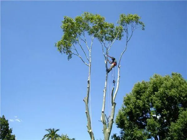 about tree lopping toowoomba